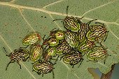 Parent Bug larvas on a speckled alder leaf Belgium ; In the north of the commune of Evere: Moeraske Natural Reserve. 
