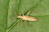 Larva of Bedbug under a leaf Belgium ; In the north of the commune of Evere: Moeraske Natural Reserve. <br>