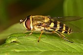 Hover fly posed on a leaf Belgium ; In the north of the commune of Evere: Moeraske Natural Reserve . <br><br>