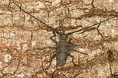Longicorn beetle posed on bark Sieuras Ariège France