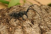 Longicorn beetle posed on bark Sieuras Ariège France