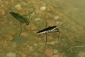Meet of two Water striders France