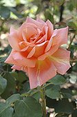 Rose 'Albert Gilles' à la Roseraie de L'Haÿ-les-Roses ; Obtenteur : Mallerin , 1943