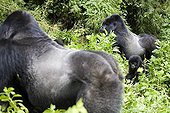 Mountain Gorillas  Volcanos National park Rwanda ; Meet of 2 groups Amahoro and Umubano   The 2 silverback take aggressive postures but without never looking at itself, which exempts them to clash physically 