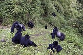 Family group of Mountain Gorillas and dominating male Rwanda