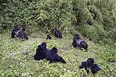 Family group of Mountain Gorillas and dominating male Rwanda ; Meet of 2 groups Amahoro and Umubano   <br>2 silverbacks which clashes ritually without never being looked at 