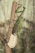 Praying Mantis female laying its ootheca France 