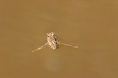 Mating of water striders on water France
