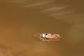 Water strider floating on water France