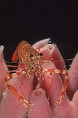 Mediterranean Rock Shrimp on Sponge Cape Caccia Sardinia