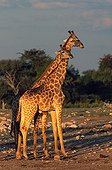 Scène de tendresse d'une femelle Girafe pour le mâle Etosha