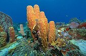 Tube sponge in the Caribbean sea