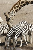 Giraffe smelling Zebra in an effect of perpective Etosha
