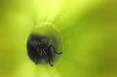 Fly trapped in a pitcher of a Pale pitcherplant ; Lyon Botanical Garden