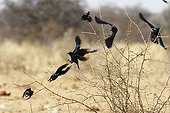 Broken up flight of a group of Starlings Etosha