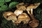 Group of Fairy Ring Mushroom France