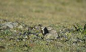 Couple of little owls with a scolopendra Spain ; In Extremadura: La Serena.  