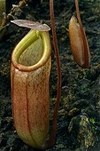 Urn of Nepenthes Pitcher Plant Botanical Garden of Lyon