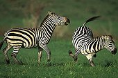Grant's Zebra kicking a congener Masai-Mara Kenya