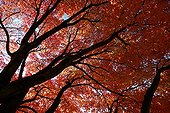 Autumn foliage of Maples France
