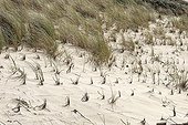 Rushes used for the protection of the dunes ; This Herbaceous long-lived in dense tufts whose stems can reach 1 meter, is used to maintain and fix the dunes of edge of sea.