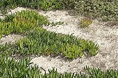 Polygonums used for the protection of the dunes ; This herbaceous long-lived, low with woody stock and elliptic narrow leaves, bluish green, is used to fix the maritime dunes.