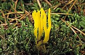 Yellow staghorn fungus in moss Ile-de-France