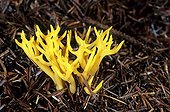 Yellow staghorn fungus