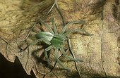 Green spider posed on a dead sheet