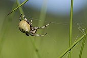 Portrait of Araneus quadratus spider on its cobweb