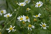 German chamomile in flower