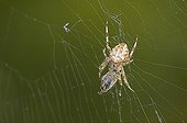 Araneus quadratus spider on its web with a prey