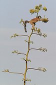 Ringed-tailed Lemur eating sisal flowers Berenty reserve  ; A bad year, there is not enought food in the forest, lemurs troops are going to the sisal field looking for flowers