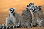 Ringed-tailed Lemur female and young Berenty reserve