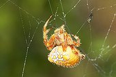 Araneus quadratus spider on its cobweb