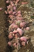 Sweet potatoes in earth