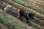 Harnessed mule in a sweet potato field