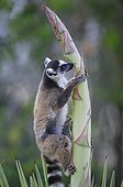 Ringed-tailed lemur on sisal shoot Berenty Reserve ; A bad year, there is not enought food in the forest, lemurs troops are going to the sisal field looking for flowers