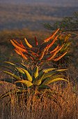 Mountain Aloe Hluhluwe Imfolozi Park. KwaZulu Natal