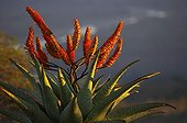 Mountain Aloe Hluhluwe Imfolozi Park. KwaZulu Natal