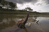 Impala in White Umfolozi River killed by wild dog Natal