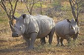 White Rhinoceros Hluhluwe Imfolozi Park KwaZulu Natal