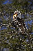 Yellowbilled Hornbill Hluhluwe Imfolozi Park KwaZulu Natal