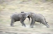 Elephant bulls fighting Hluhluwe Imfolozi Park KwaZulu Natal