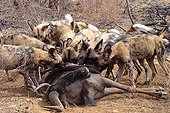 African wild dogs eating a Gnu South Africa