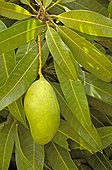 Fruit mango tree Senegal