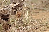 Slender mongoose sitting near a rock South Africa
