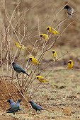 Lesser masked weavers and Greater blue-eared glossy starling
