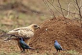 Tawny eagle and Greater blue-eared glossy starlings