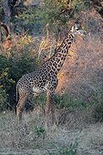 Thornicroft's Giraffe endemic of South Luangwa NP Zambia